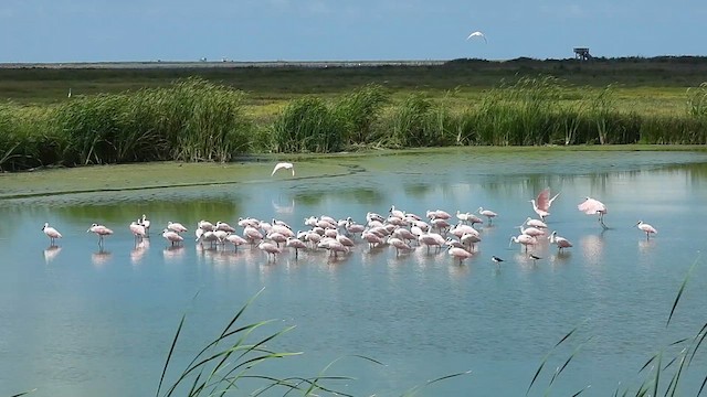 Roseate Spoonbill - ML609269850