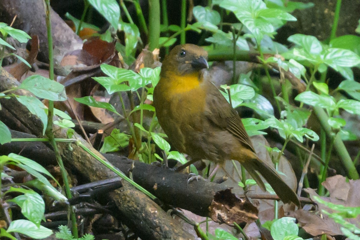 Red-throated Ant-Tanager - ML609269929