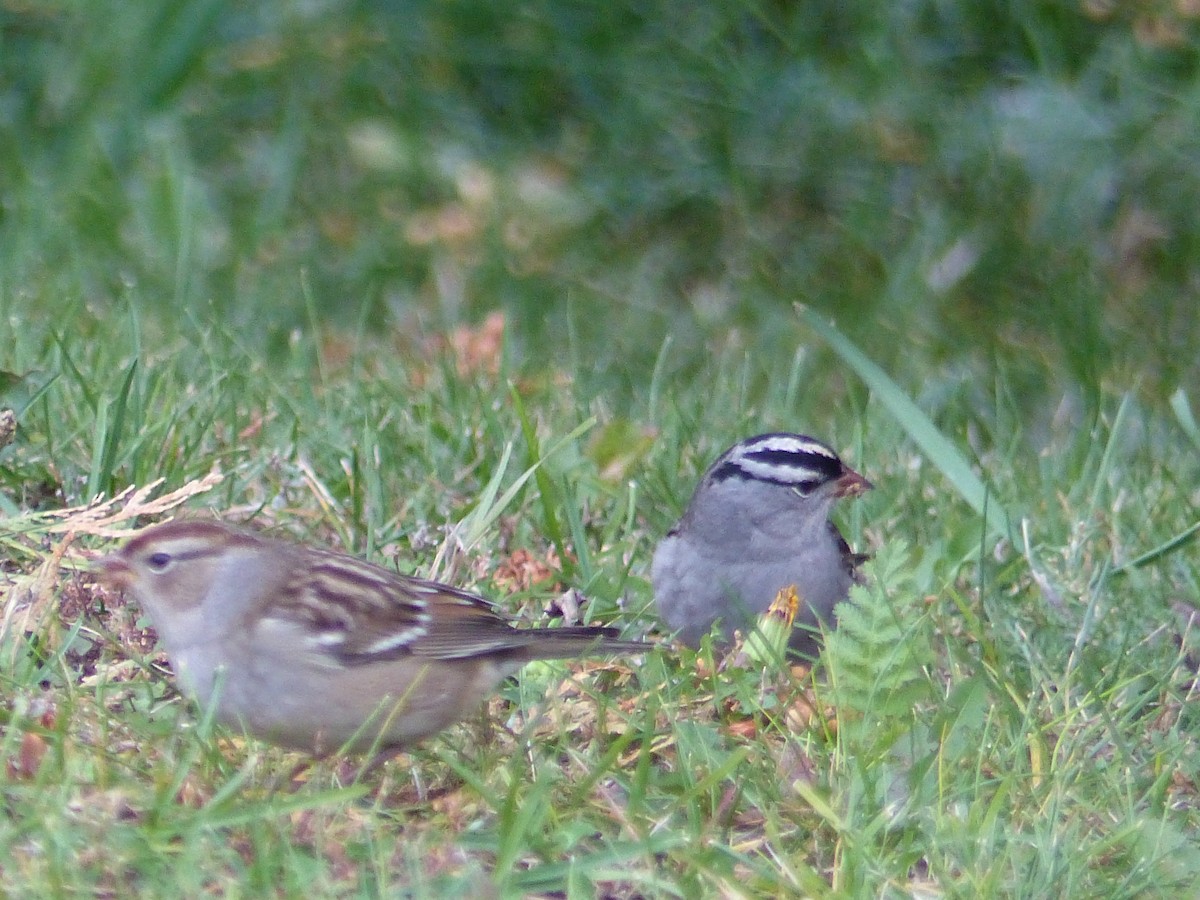 White-crowned Sparrow - ML609270064
