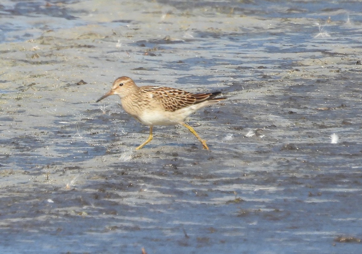 Bécasseau à poitrine cendrée - ML609270167