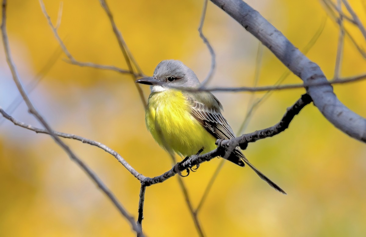 Tropical Kingbird - ML609270198