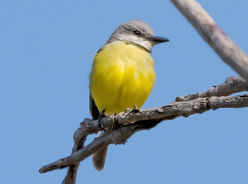 Tropical Kingbird - ML609270203