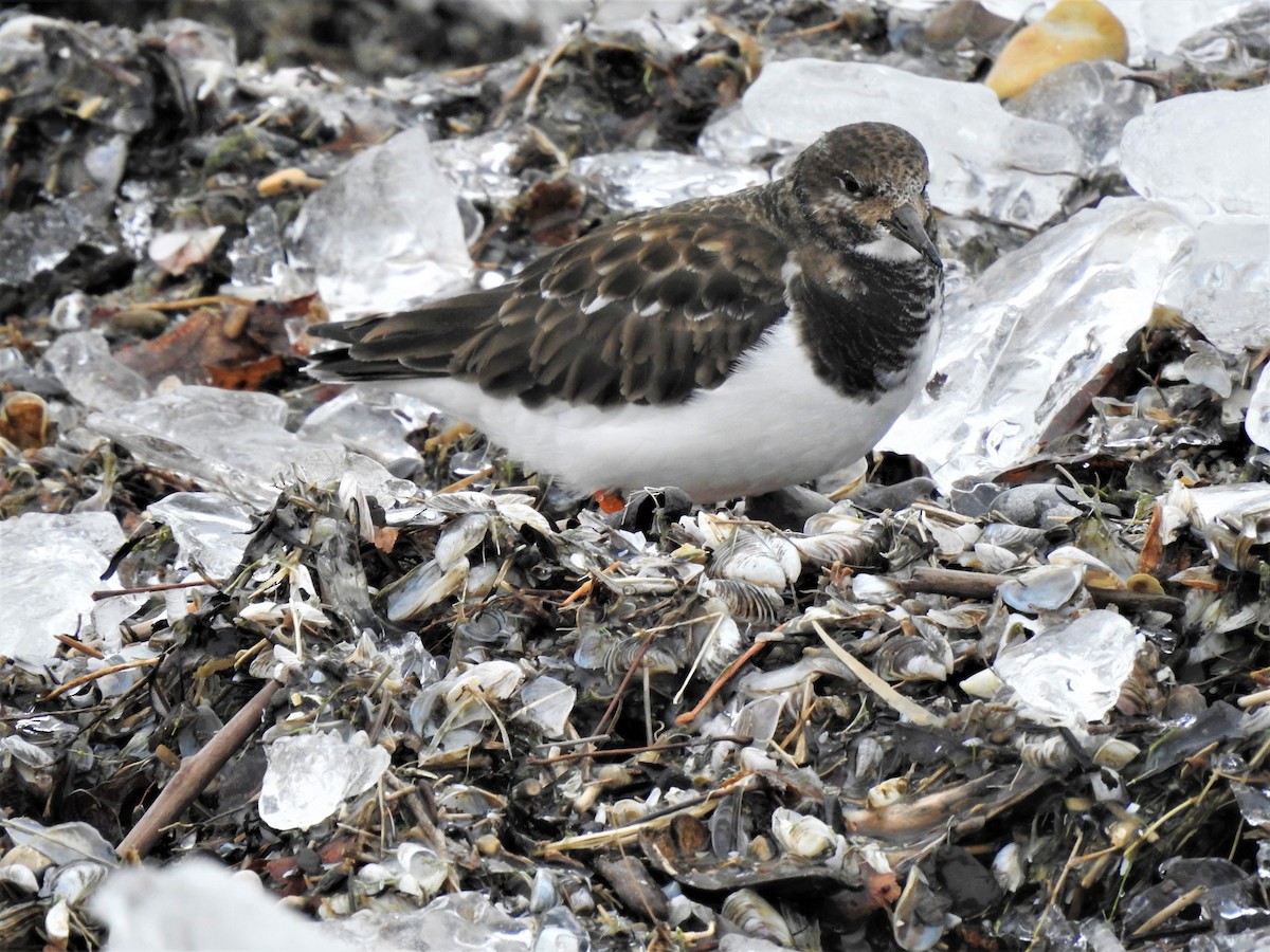 Ruddy Turnstone - ML609270331