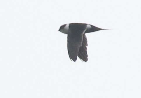 Lesser Swallow-tailed Swift - ML609270355