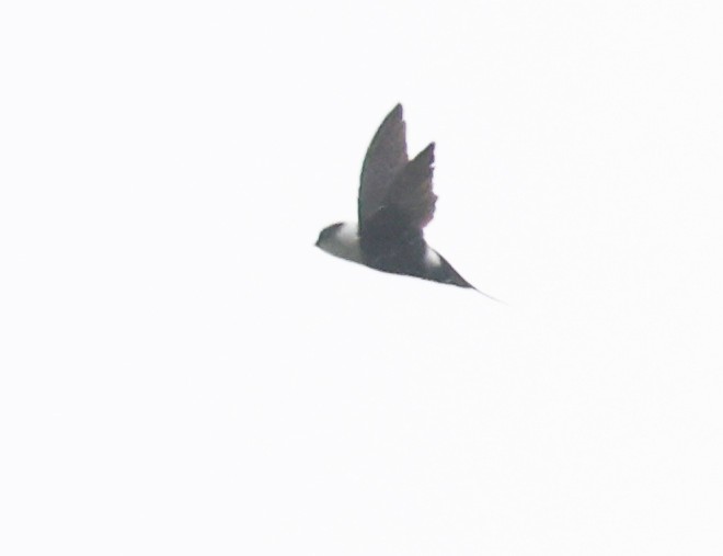 Lesser Swallow-tailed Swift - ML609270356