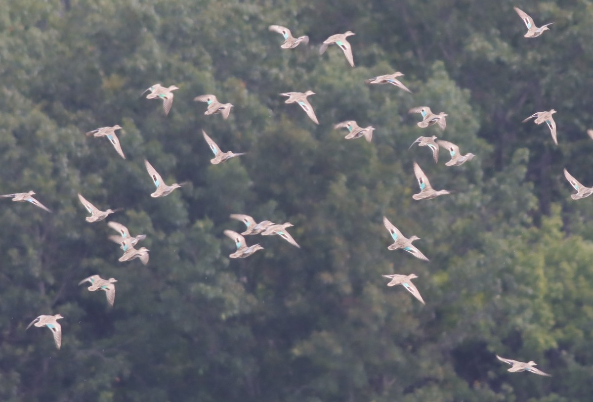 Green-winged Teal - ML609270364