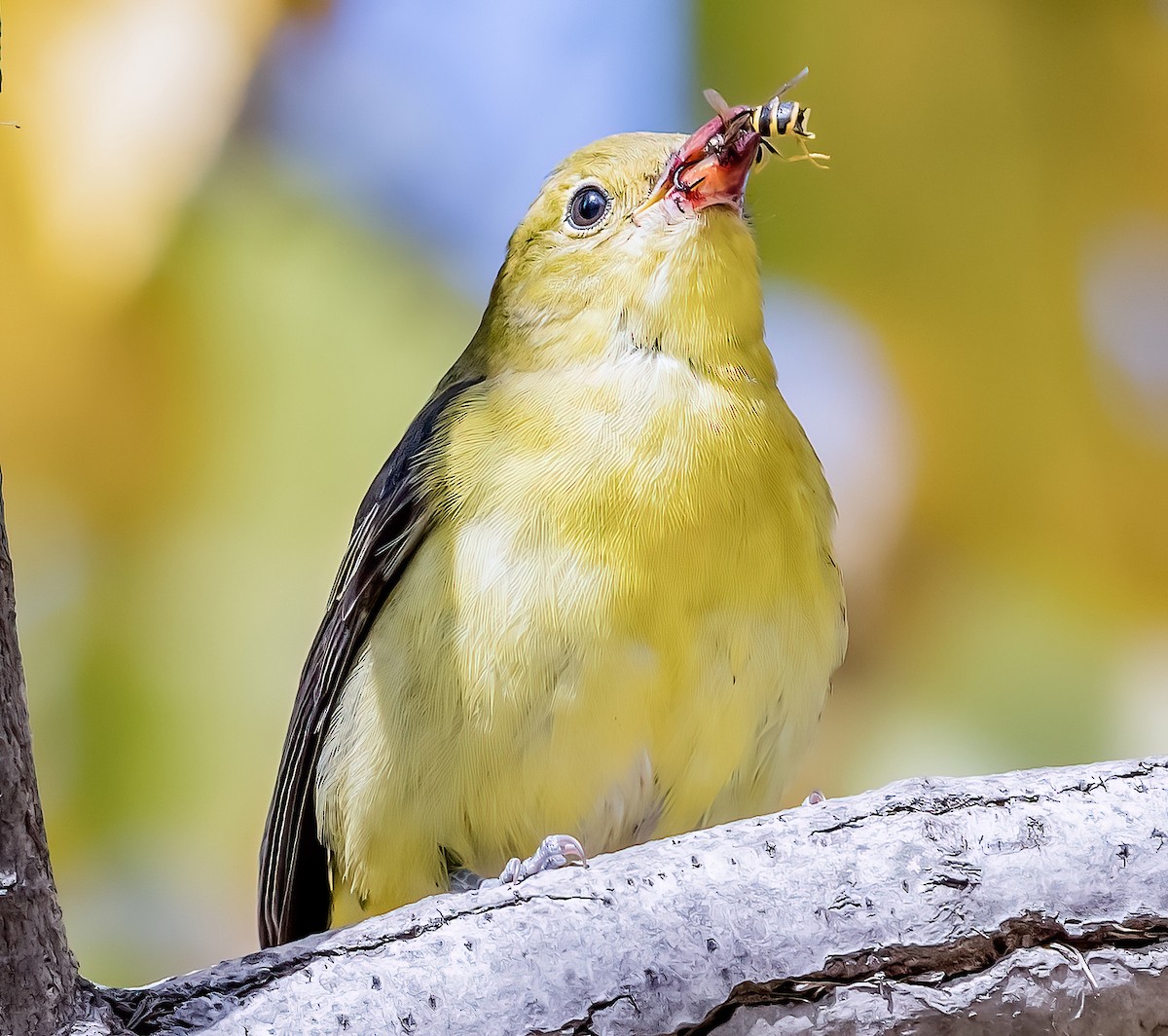 アカフウキンチョウ - ML609270375