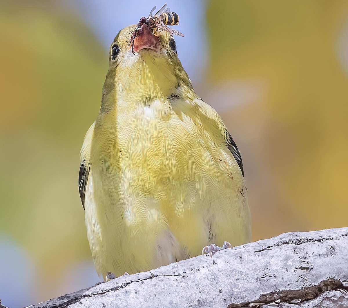 Scarlet Tanager - ML609270376