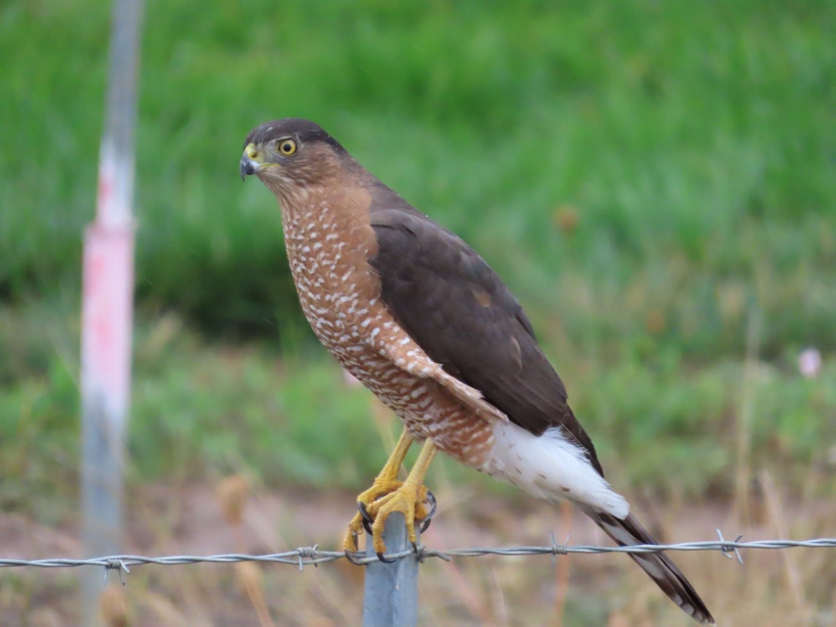 Cooper's Hawk - ML609270417