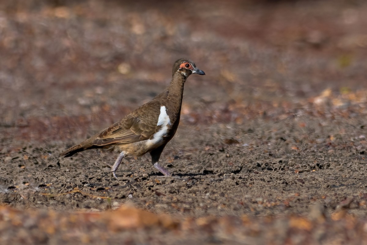 Partridge Pigeon - Jonathan Tickner