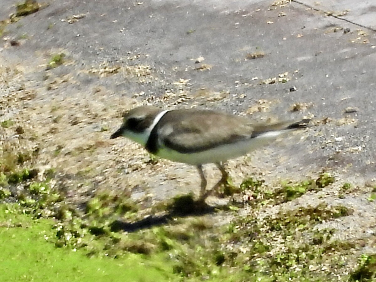 Semipalmated Plover - ML609270472