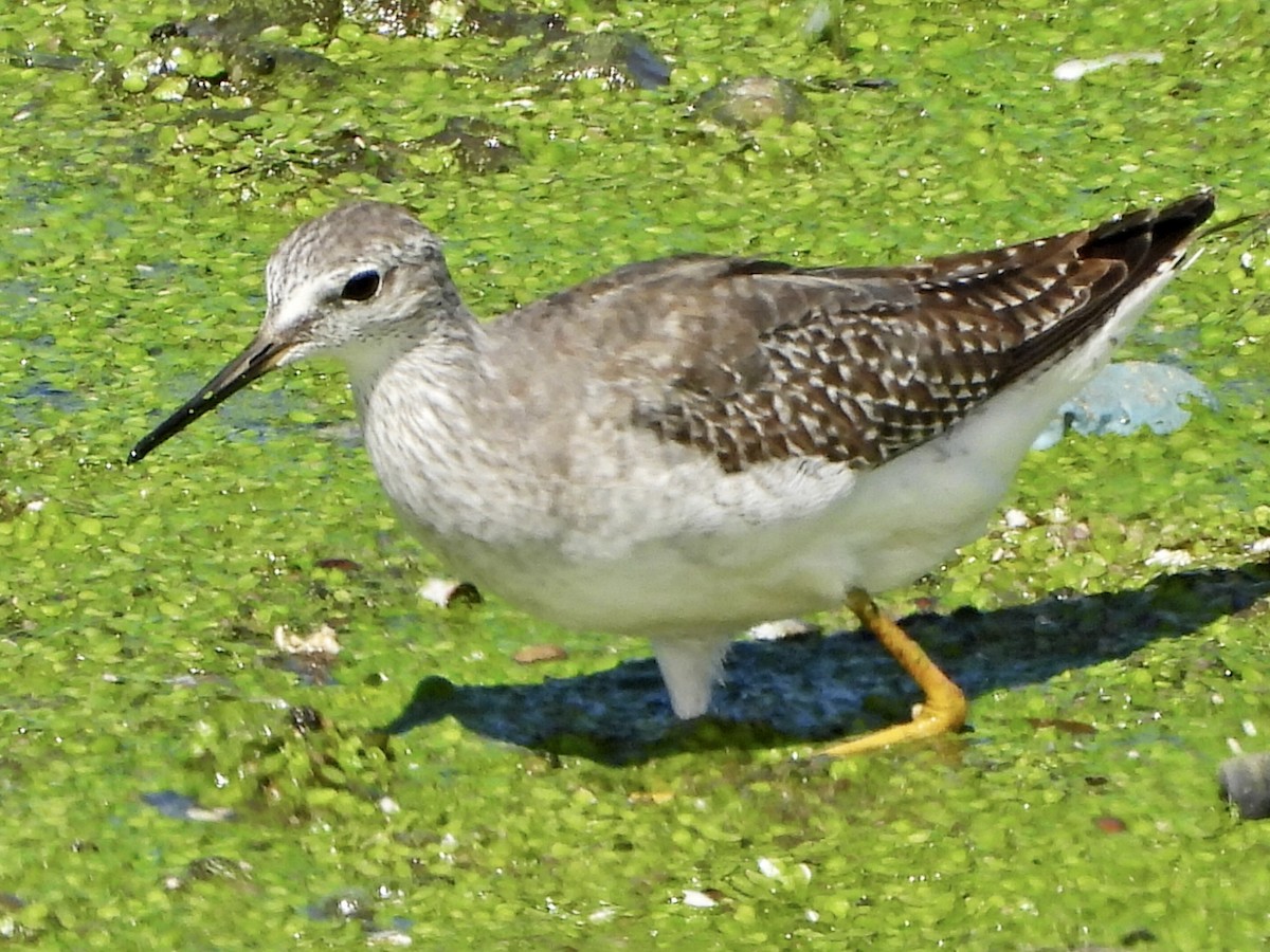 Lesser Yellowlegs - ML609270487