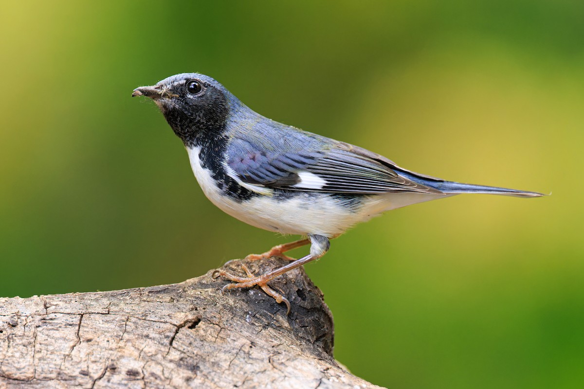 Black-throated Blue Warbler - ML609270492