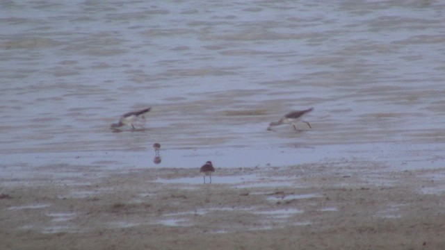 Lesser Yellowlegs - ML609270584