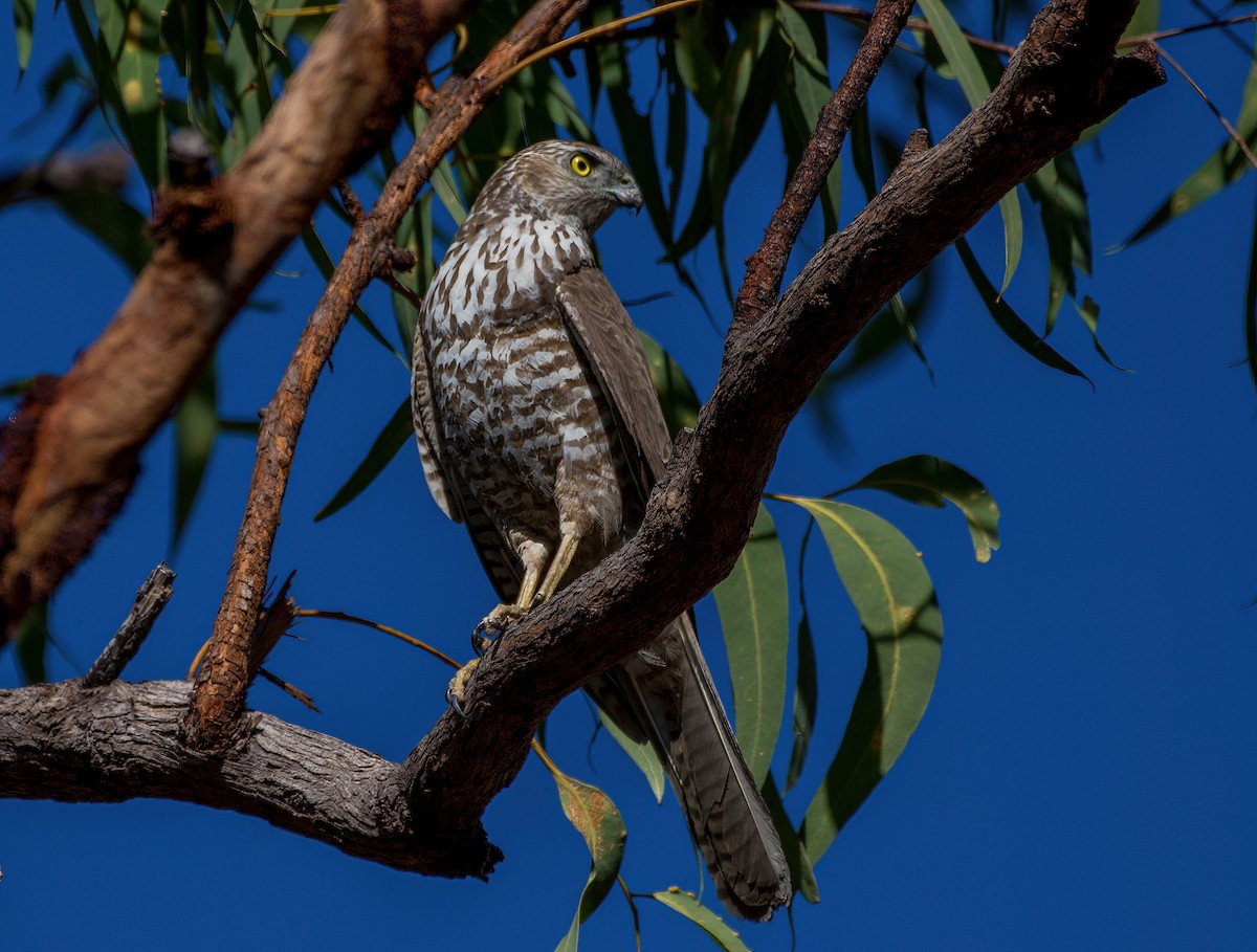 Brown Goshawk - ML609270612