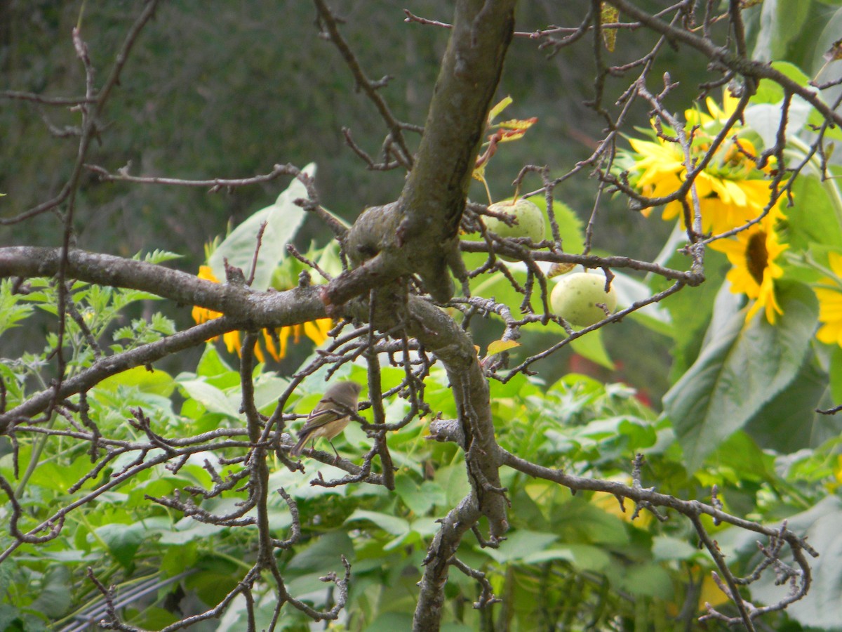 Ruby-crowned Kinglet - ML609270645