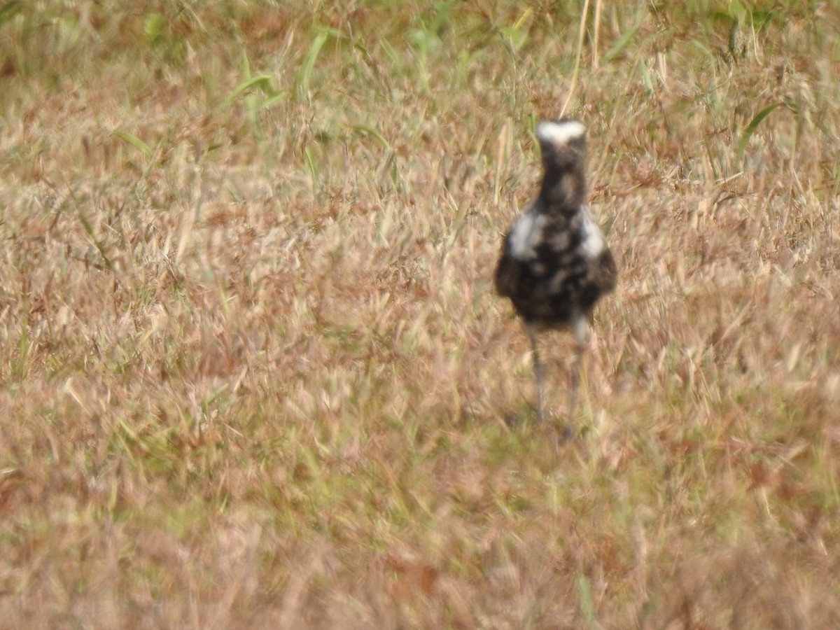 American Golden-Plover - ML609270656