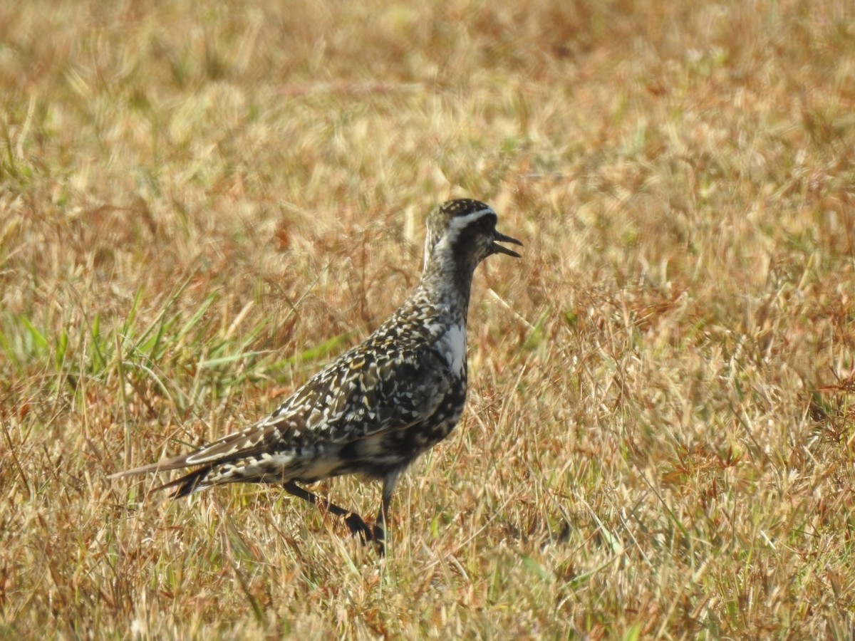 American Golden-Plover - ML609270657