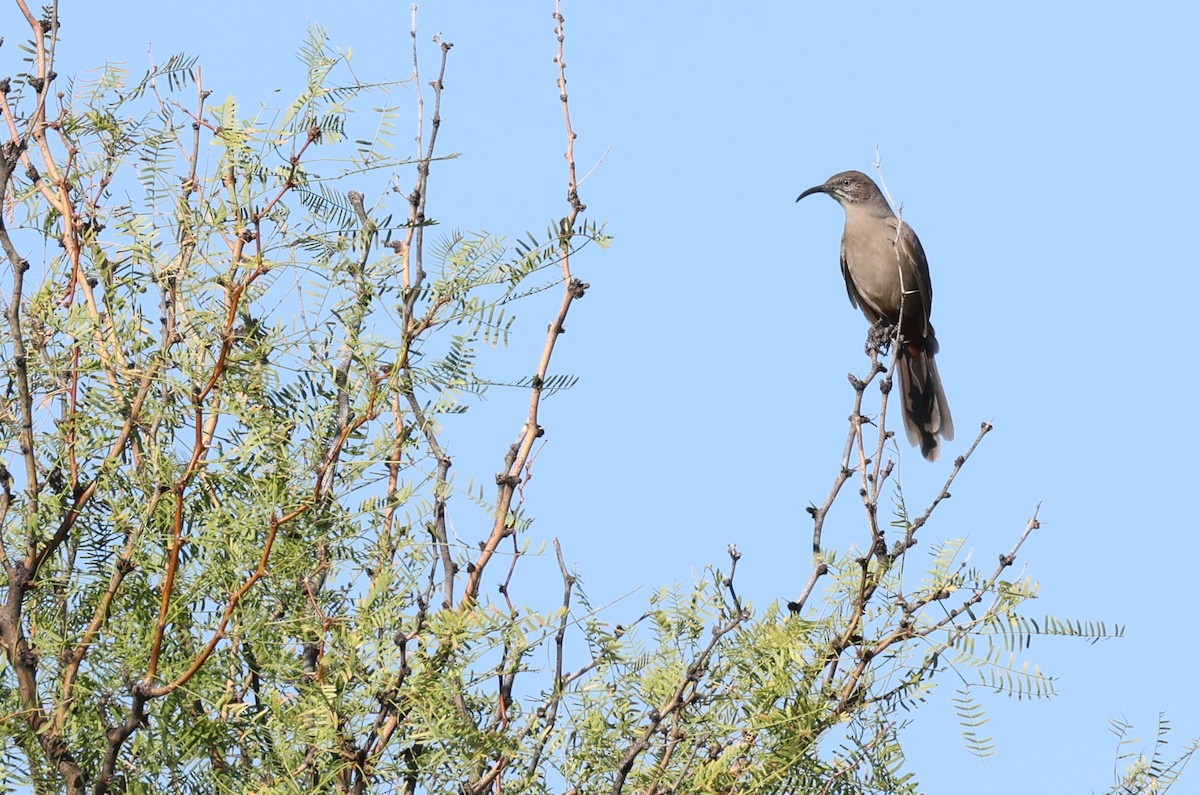 Crissal Thrasher - ML609270661