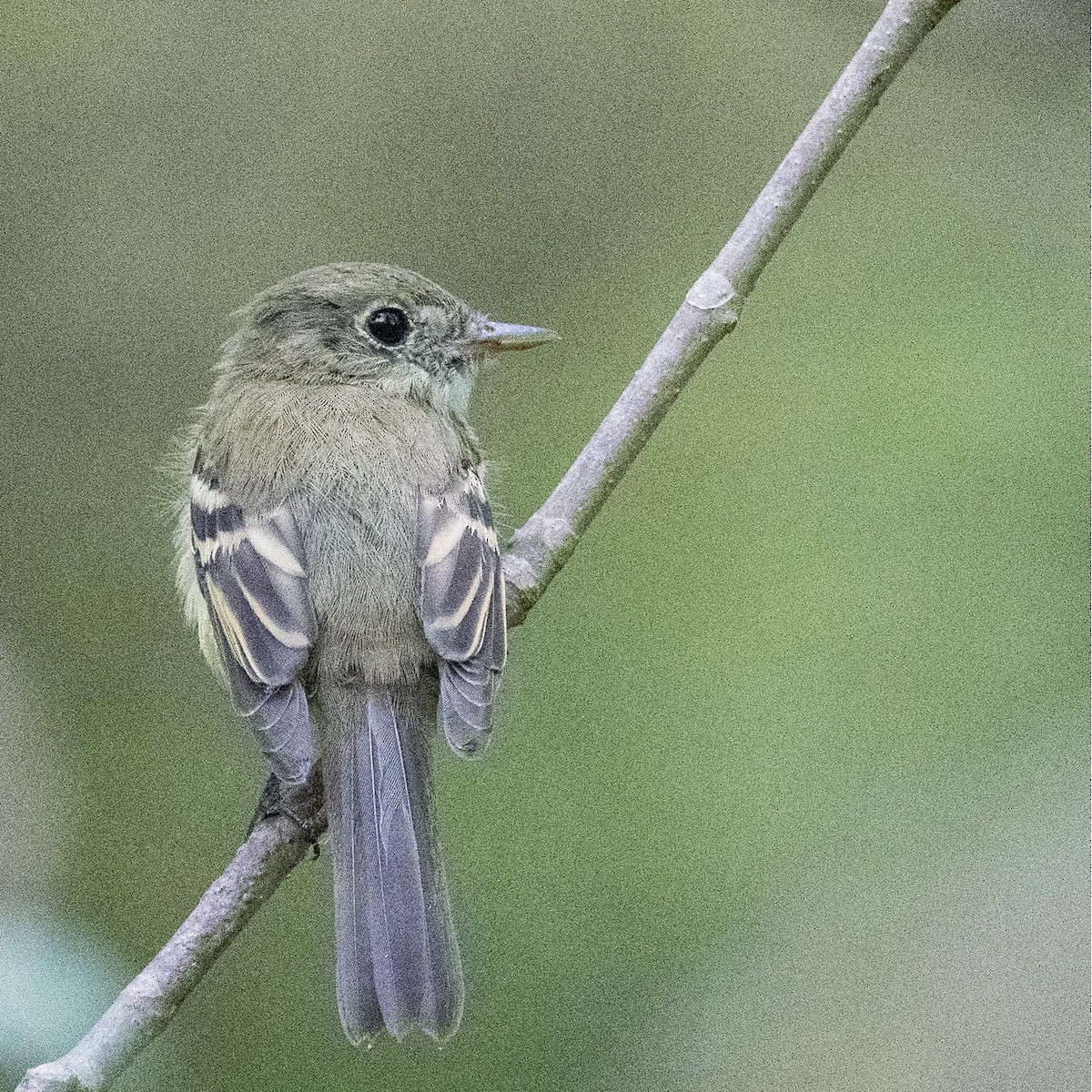 Acadian Flycatcher - ML609270684