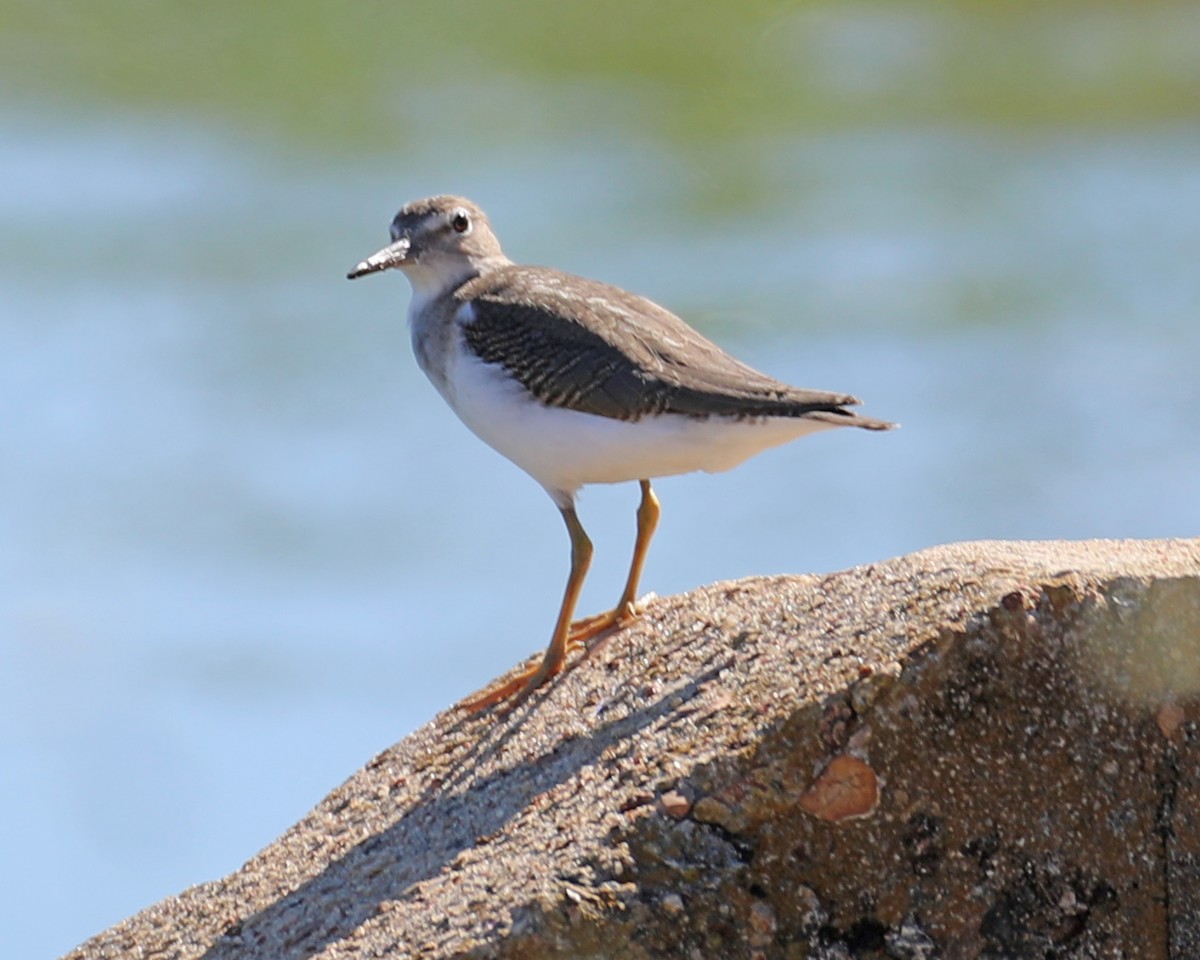 Spotted Sandpiper - ML609270687