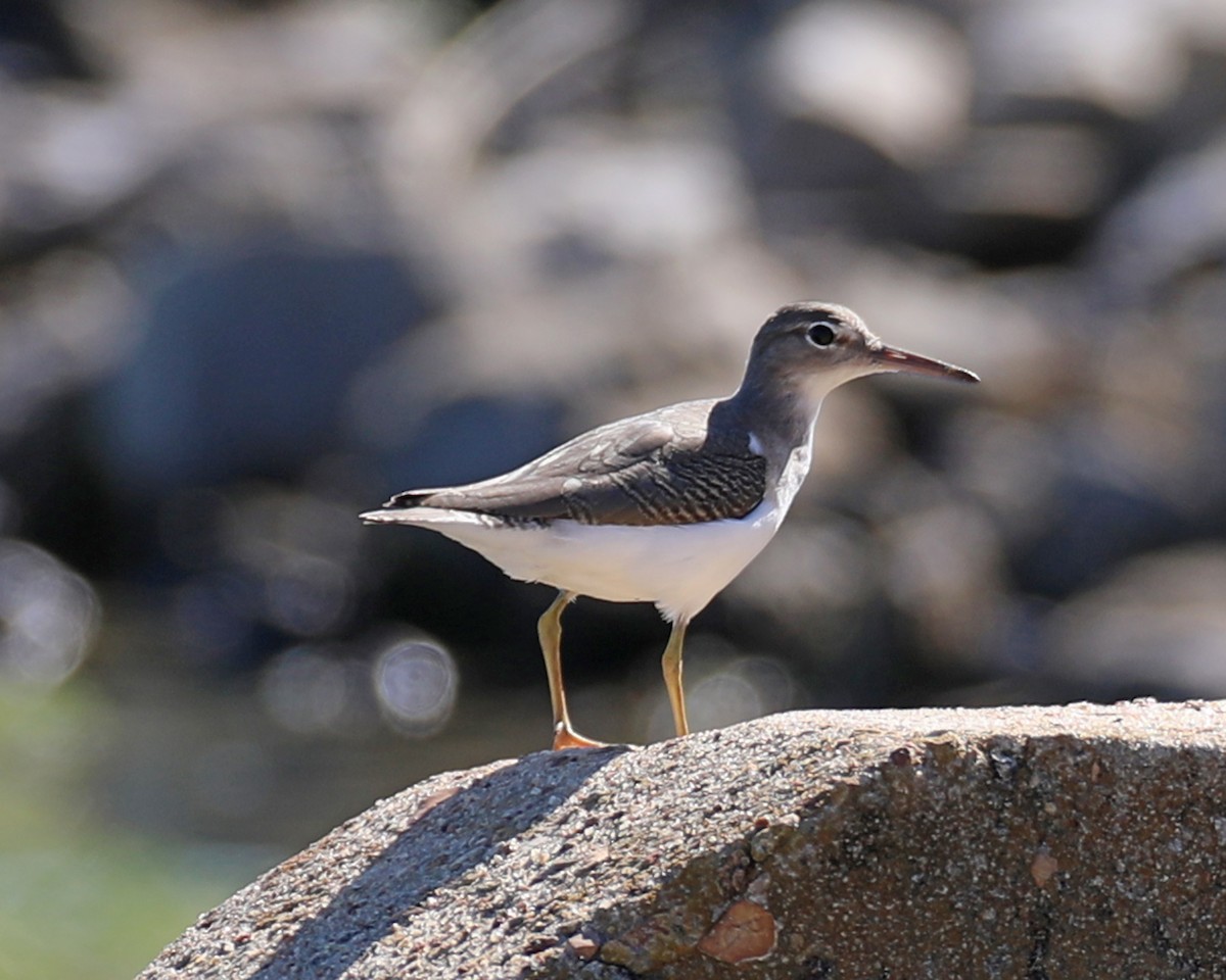 Spotted Sandpiper - ML609270688