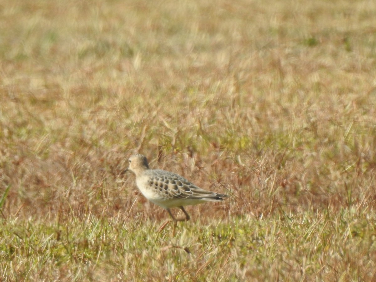 Buff-breasted Sandpiper - ML609270691