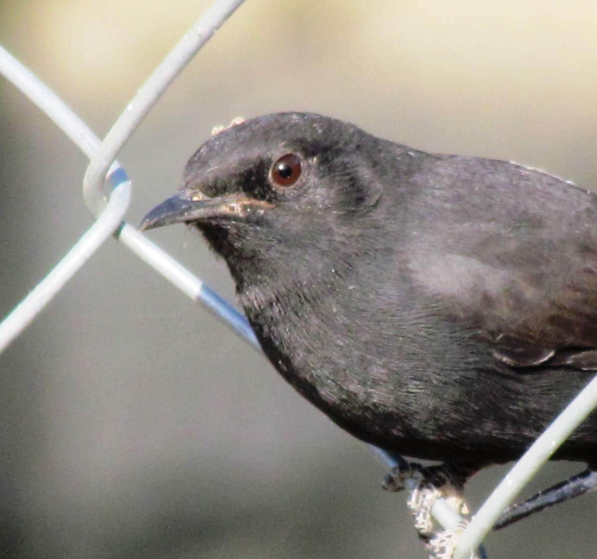 Black Scrub-Robin - ML60927071