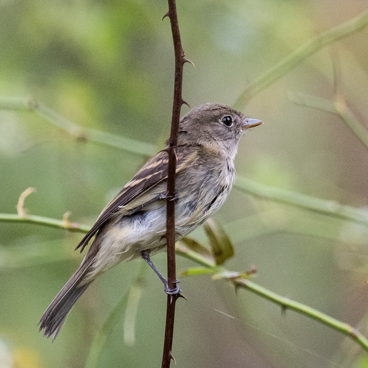 Empidonax sp. - ML609270715