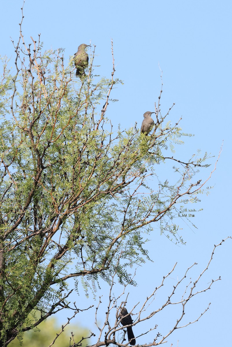 Crissal Thrasher - ML609270716