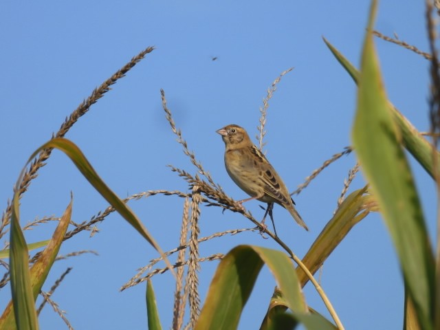 bobolink americký - ML609270745