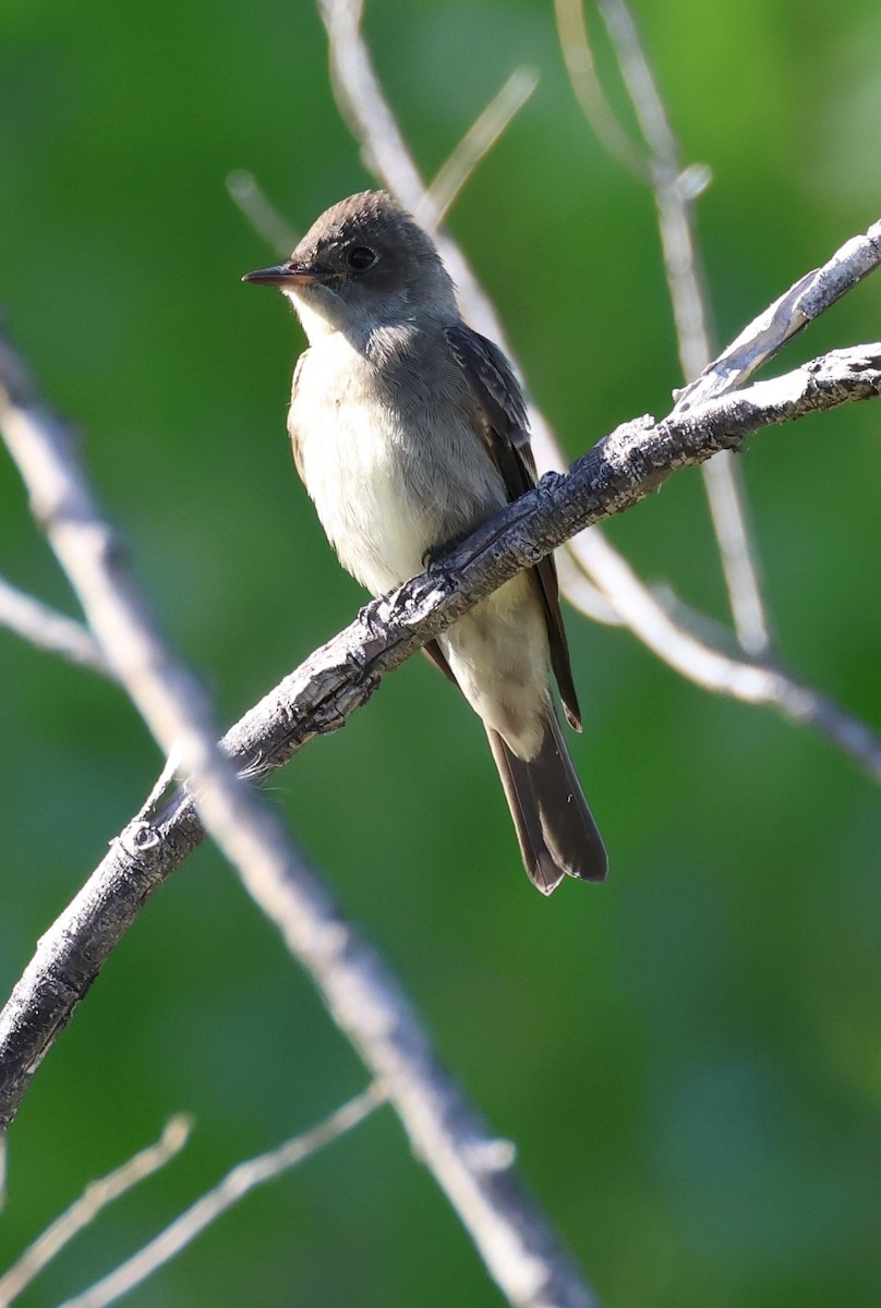 Western Wood-Pewee - ML609270777
