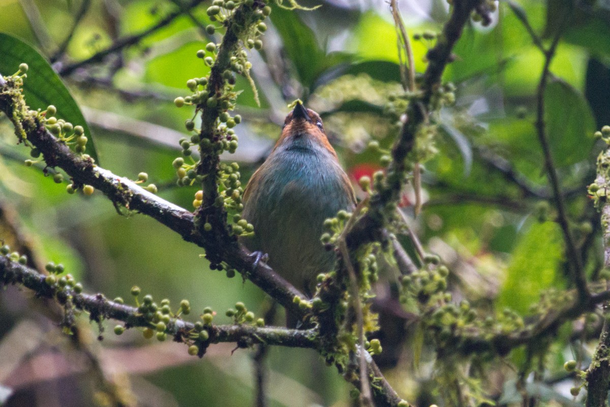 Rufous-cheeked Tanager - Oswaldo Hernández Sánchez