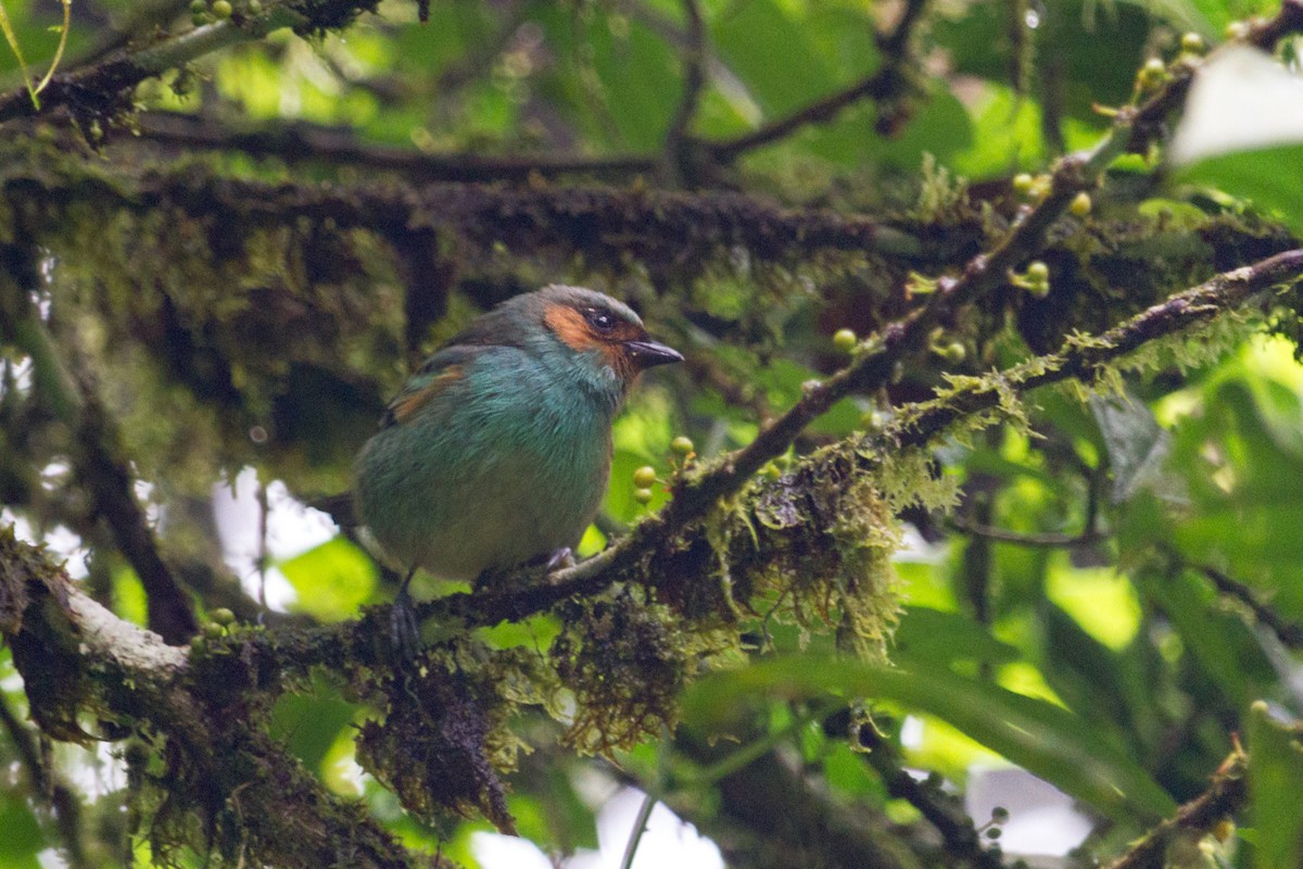 Rufous-cheeked Tanager - ML609270800