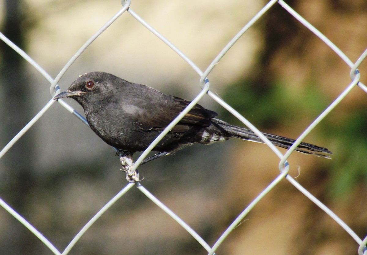 Black Scrub-Robin - ML60927081