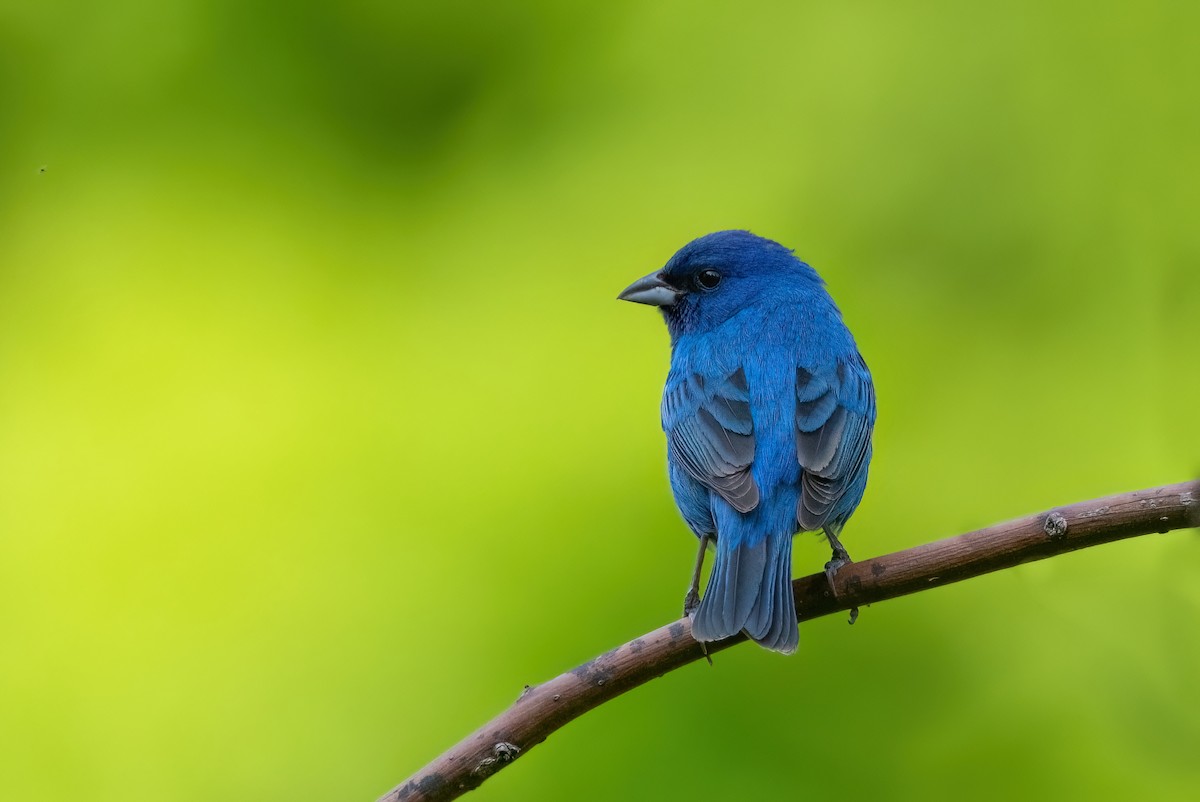 Indigo Bunting - ML609270814