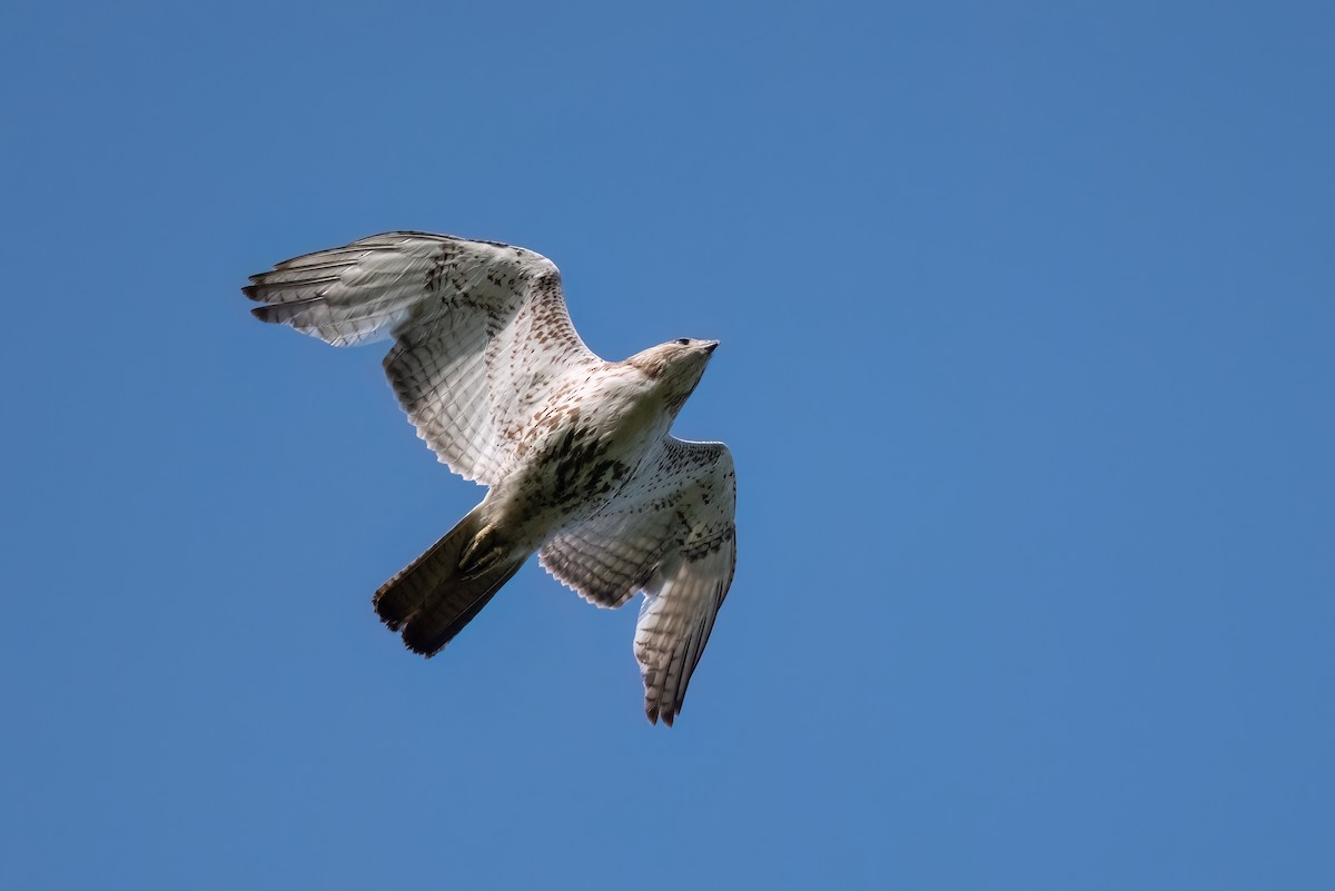 Red-tailed Hawk - ML609270828