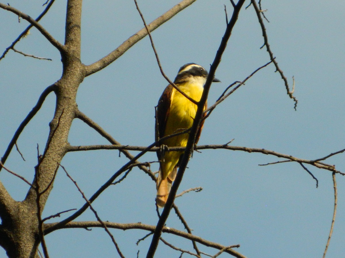 Great Kiskadee - ML609270891