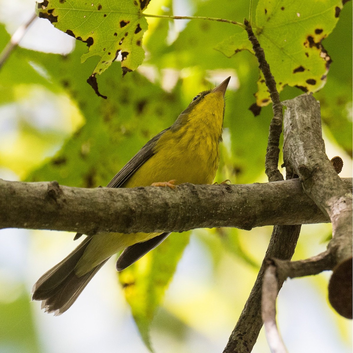Canada Warbler - ML609270895