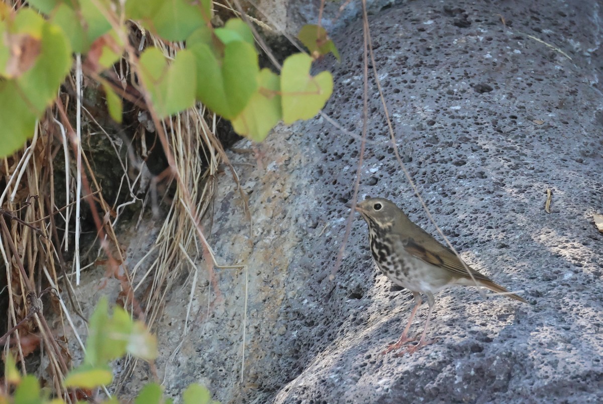 Hermit Thrush - ML609270931
