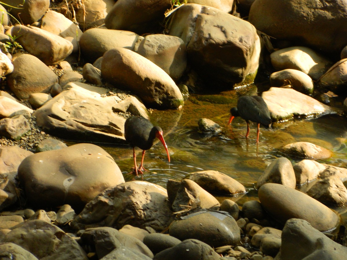 Bare-faced Ibis - ML609270957