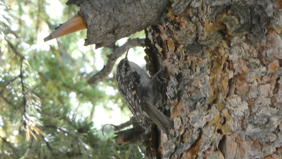 Brown Creeper - ML609270970