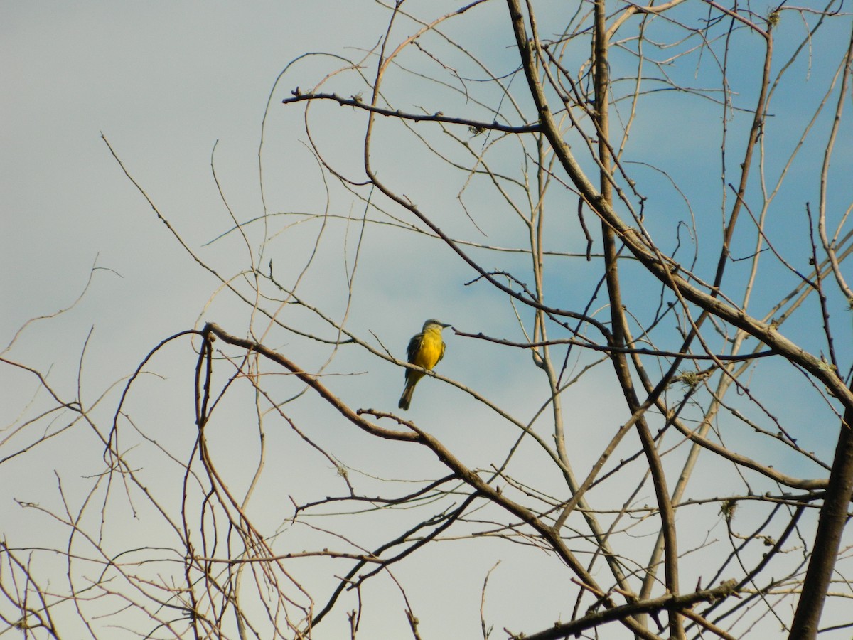 Tropical Kingbird - ML609270973