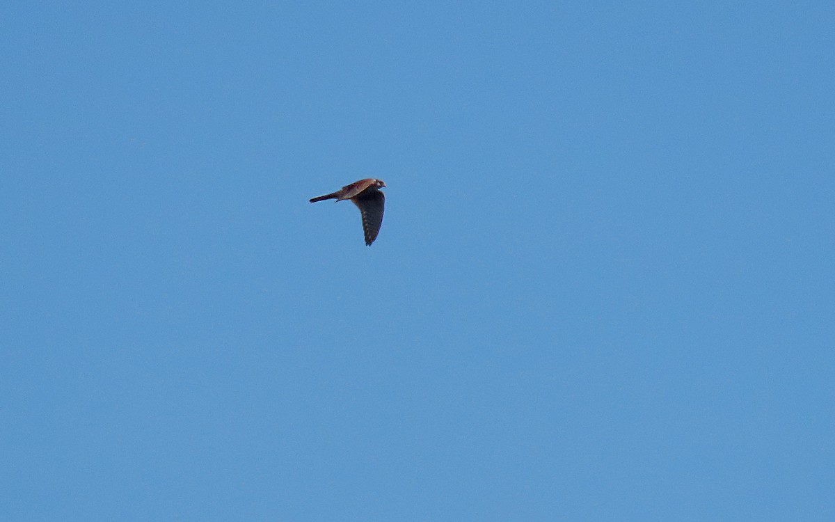 American Kestrel - ML609270980