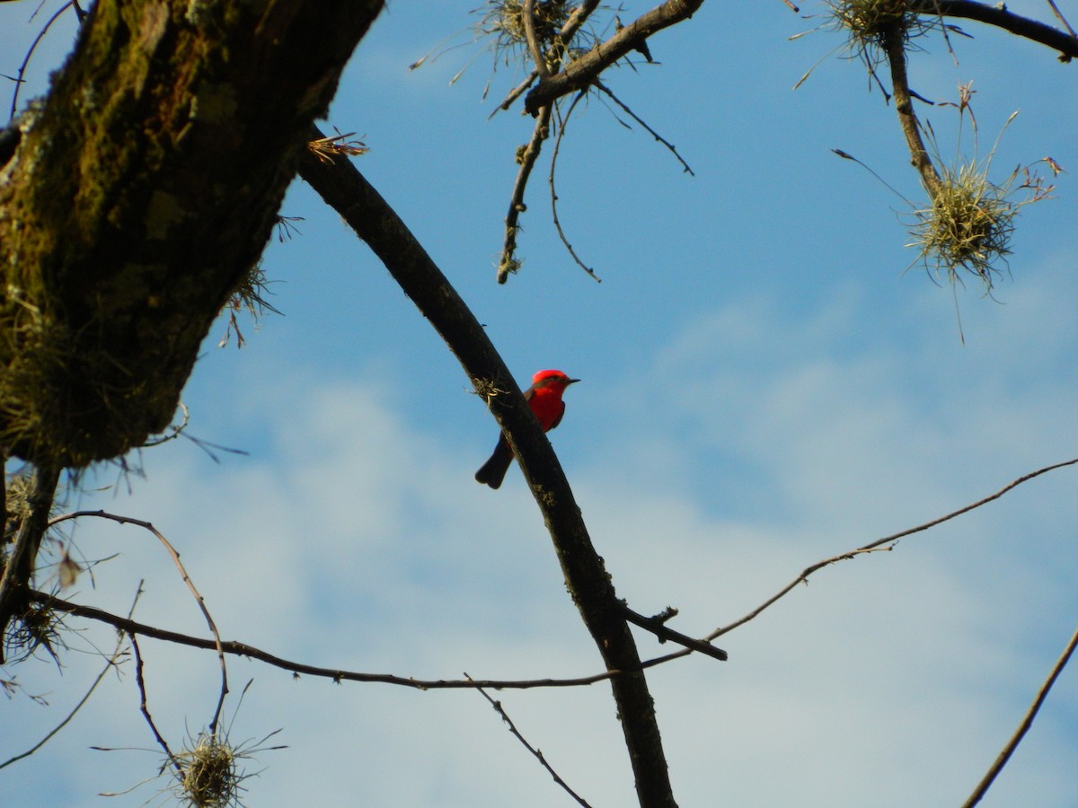 Vermilion Flycatcher - ML609270981