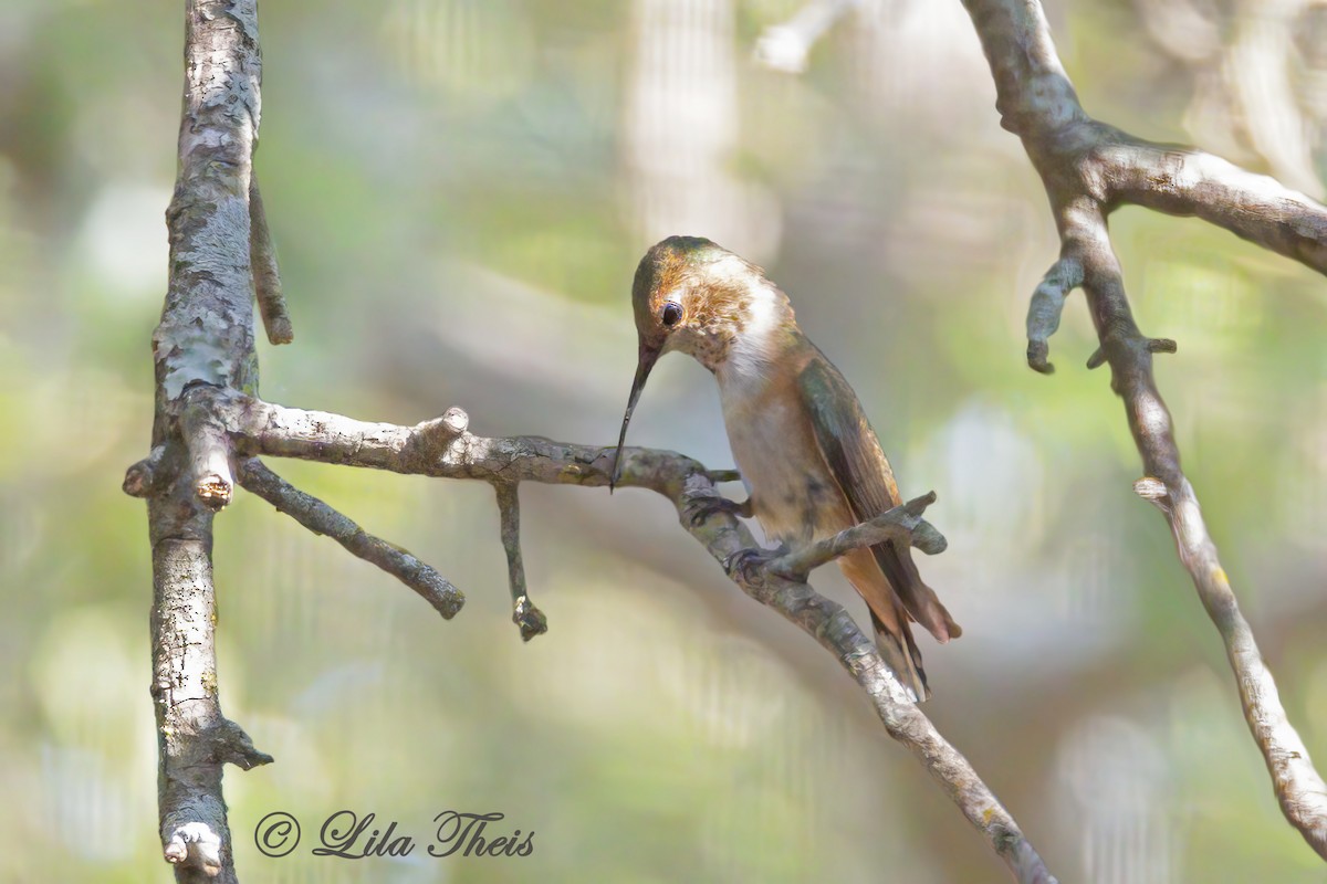 Rufous Hummingbird - ML609270992