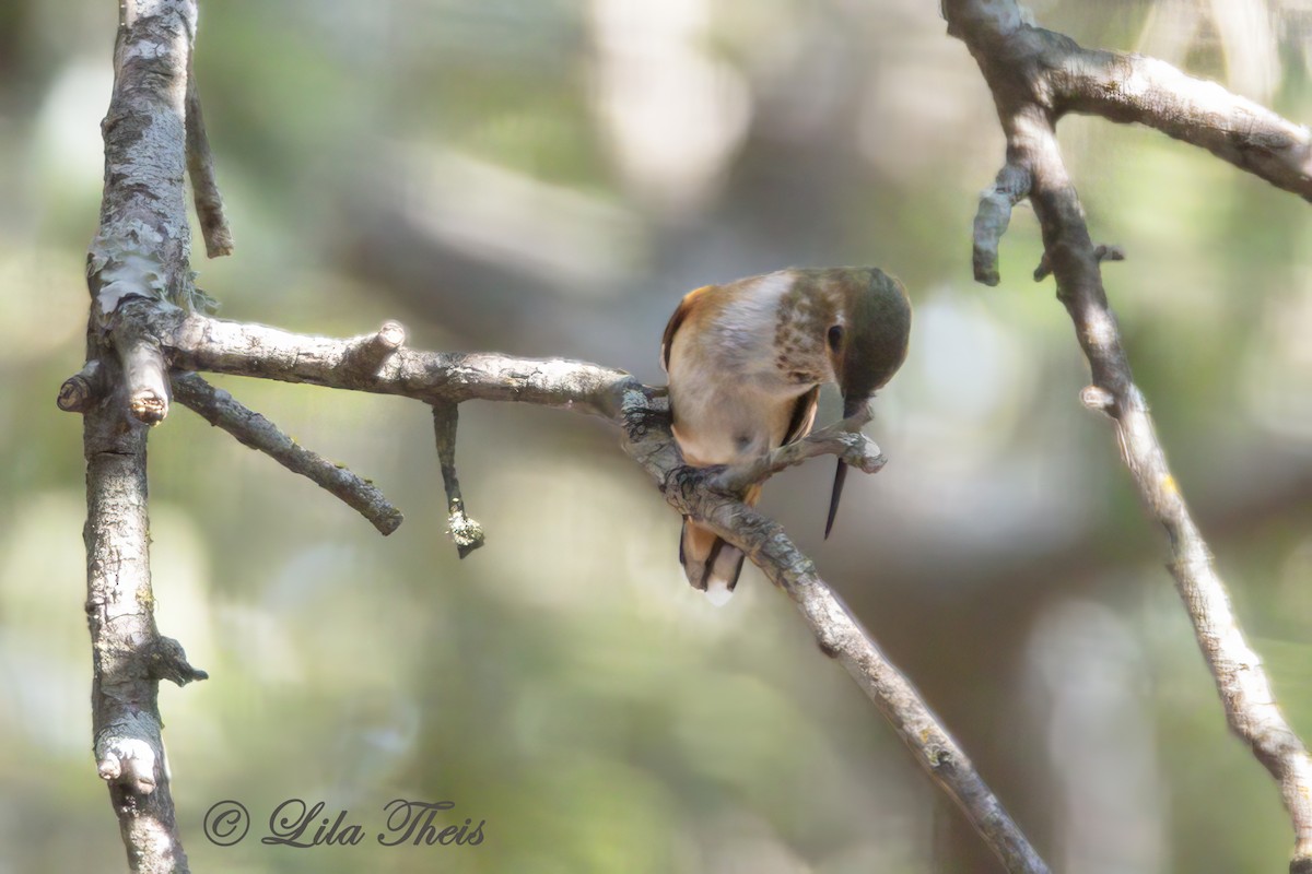 Rufous Hummingbird - ML609270993