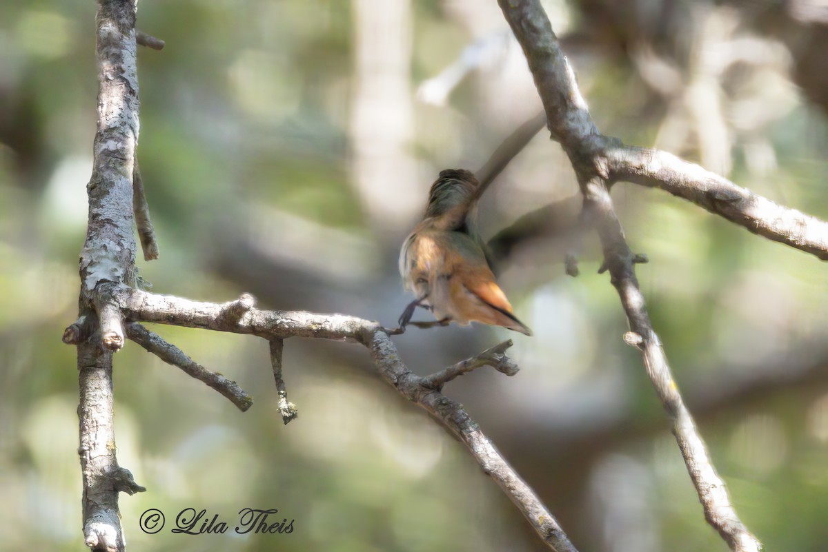 Rufous Hummingbird - ML609270994