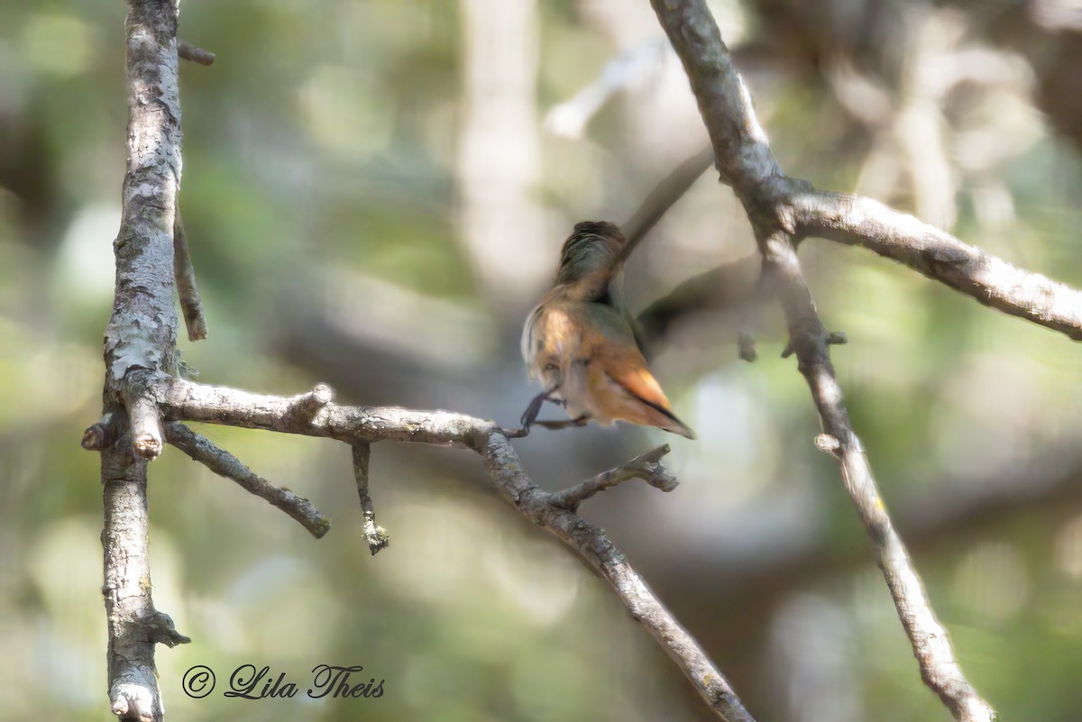 Colibrí Rufo - ML609270994