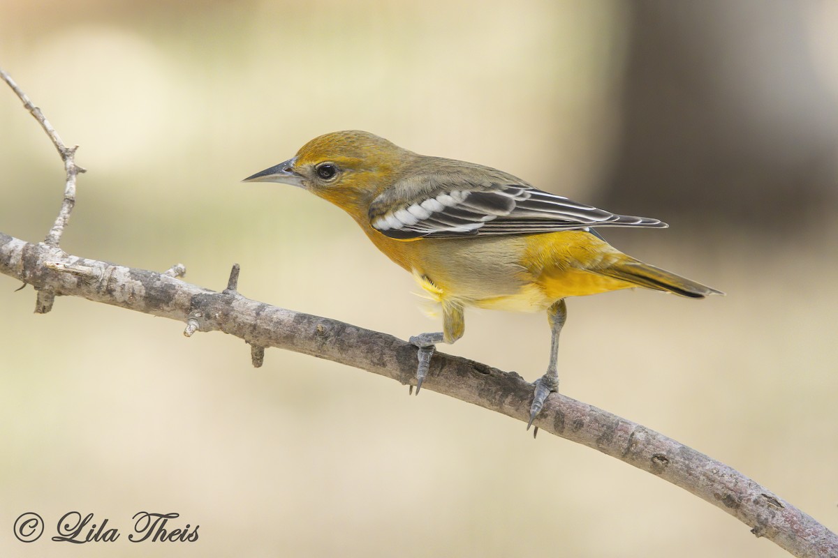 Bullock's Oriole - ML609271024